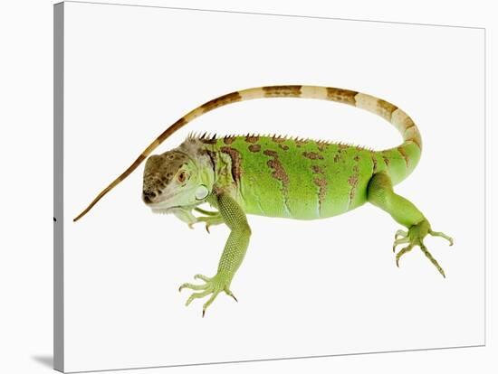 Green Iguana-Martin Harvey-Stretched Canvas