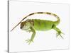 Green Iguana-Martin Harvey-Stretched Canvas