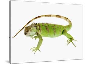 Green Iguana-Martin Harvey-Stretched Canvas