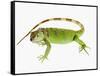 Green Iguana-Martin Harvey-Framed Stretched Canvas