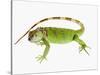 Green Iguana-Martin Harvey-Stretched Canvas