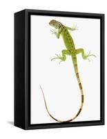 Green Iguana-Martin Harvey-Framed Stretched Canvas