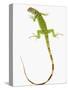 Green Iguana-Martin Harvey-Stretched Canvas