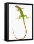 Green Iguana-Martin Harvey-Framed Stretched Canvas