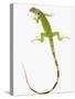 Green Iguana-Martin Harvey-Stretched Canvas