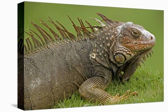 Green Iguana-null-Stretched Canvas