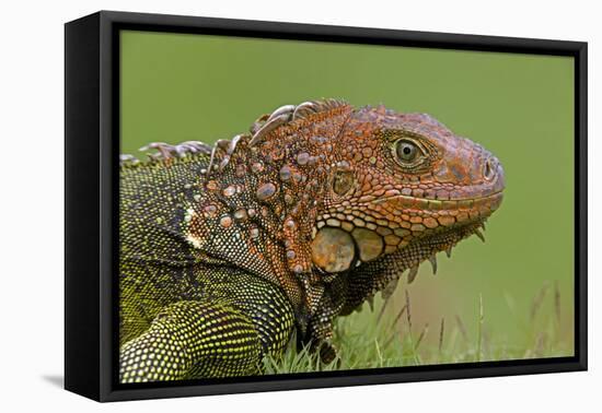 Green Iguana-null-Framed Stretched Canvas