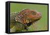Green Iguana-null-Framed Stretched Canvas