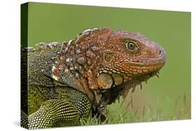 Green Iguana-null-Stretched Canvas