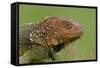 Green Iguana-null-Framed Stretched Canvas