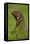 Green Iguana-null-Framed Stretched Canvas