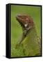 Green Iguana-null-Framed Stretched Canvas