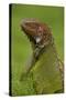 Green Iguana-null-Stretched Canvas