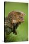 Green Iguana-null-Stretched Canvas