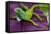 Green Iguana-FikMik-Framed Stretched Canvas