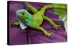 Green Iguana-FikMik-Stretched Canvas