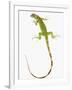 Green Iguana-Martin Harvey-Framed Photographic Print