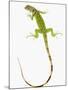 Green Iguana-Martin Harvey-Mounted Photographic Print