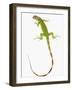 Green Iguana-Martin Harvey-Framed Photographic Print