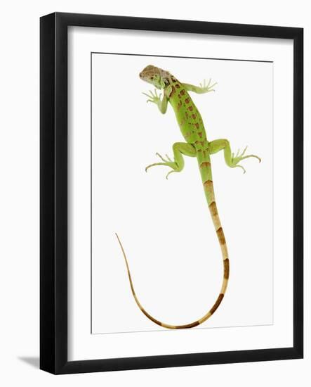 Green Iguana-Martin Harvey-Framed Photographic Print