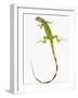 Green Iguana-Martin Harvey-Framed Photographic Print