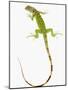 Green Iguana-Martin Harvey-Mounted Photographic Print