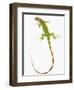 Green Iguana-Martin Harvey-Framed Photographic Print