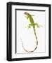 Green Iguana-Martin Harvey-Framed Photographic Print