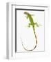 Green Iguana-Martin Harvey-Framed Photographic Print