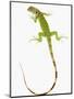 Green Iguana-Martin Harvey-Mounted Photographic Print