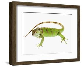 Green Iguana-Martin Harvey-Framed Photographic Print