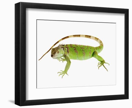 Green Iguana-Martin Harvey-Framed Photographic Print