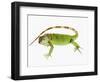 Green Iguana-Martin Harvey-Framed Photographic Print