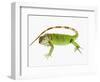 Green Iguana-Martin Harvey-Framed Photographic Print