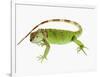 Green Iguana-Martin Harvey-Framed Photographic Print