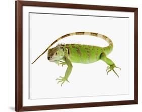 Green Iguana-Martin Harvey-Framed Photographic Print