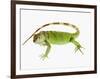 Green Iguana-Martin Harvey-Framed Photographic Print