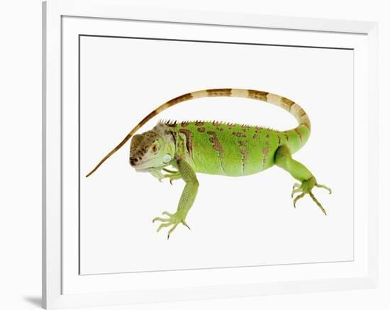 Green Iguana-Martin Harvey-Framed Photographic Print