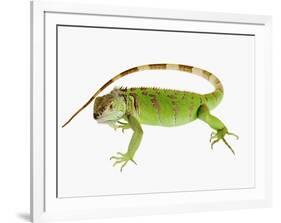 Green Iguana-Martin Harvey-Framed Photographic Print