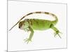 Green Iguana-Martin Harvey-Mounted Photographic Print