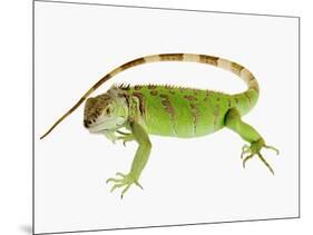 Green Iguana-Martin Harvey-Mounted Photographic Print