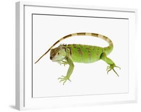 Green Iguana-Martin Harvey-Framed Photographic Print