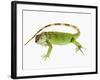 Green Iguana-Martin Harvey-Framed Photographic Print