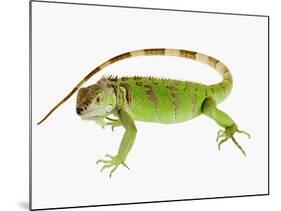 Green Iguana-Martin Harvey-Mounted Photographic Print