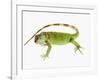 Green Iguana-Martin Harvey-Framed Photographic Print