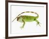 Green Iguana-Martin Harvey-Framed Photographic Print