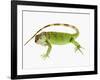 Green Iguana-Martin Harvey-Framed Photographic Print