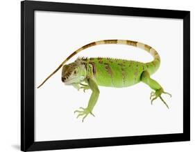 Green Iguana-Martin Harvey-Framed Photographic Print