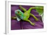 Green Iguana-FikMik-Framed Photographic Print