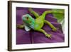 Green Iguana-FikMik-Framed Photographic Print